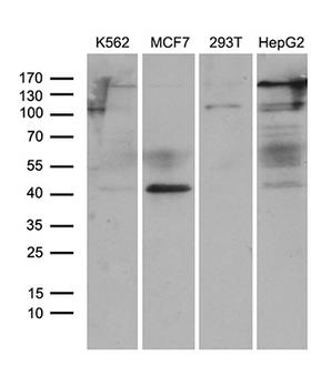 TYW2 / TRMT12 Antibody - Western blot analysis of extracts. (35ug) from 4 different cell lines by using anti-TRMT12 monoclonal antibody. (1:500)
