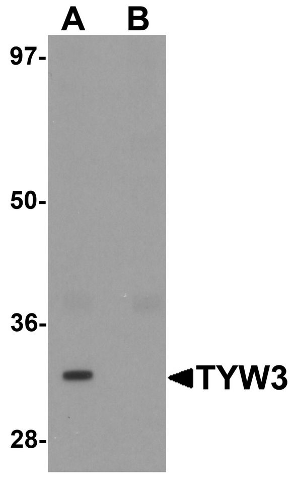 TYW3 Antibody - Western blot analysis of TYW3 in A549 cell lysate with TYW3 antibody at 1 ug/ml in (A) the absence and (B) the presence of blocking peptide.