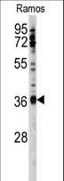 U2AF1 Antibody - Western blot of anti-U2AF1 Antibody (Center S70) in Ramos cell line lysates (35 ug/lane). U2AF1(arrow) was detected using the purified antibody.