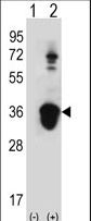 U2AF1 Antibody - Western blot of U2AF1 (arrow) using rabbit polyclonal U2AF1 Antibody (Center S70). 293 cell lysates (2 ug/lane) either nontransfected (Lane 1) or transiently transfected (Lane 2) with the U2AF1 gene.