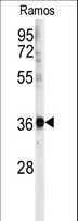 U2AF1 Antibody - Western blot of anti-U2AF1 Antibody (Center Y114) in Ramos cell line lysates (35 ug/lane). U2AF1(arrow) was detected using the purified antibody.