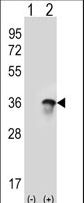 U2AF1 Antibody - Western blot of U2AF1 (arrow) using rabbit polyclonal U2AF1 Antibody (Center Y114). 293 cell lysates (2 ug/lane) either nontransfected (Lane 1) or transiently transfected (Lane 2) with the U2AF1 gene.