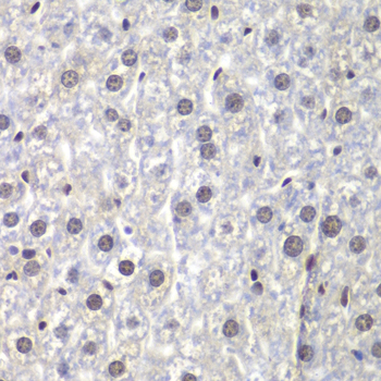 U2AF1 Antibody - Immunohistochemistry of paraffin-embedded mouse liver using U2AF1 antibodyat dilution of 1:200 (40x lens).