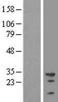 U2AF1 Protein - Western validation with an anti-DDK antibody * L: Control HEK293 lysate R: Over-expression lysate