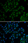 U2AF1L4 Antibody - Immunofluorescence analysis of A549 cells.
