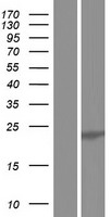 U2AF1L4 Protein - Western validation with an anti-DDK antibody * L: Control HEK293 lysate R: Over-expression lysate