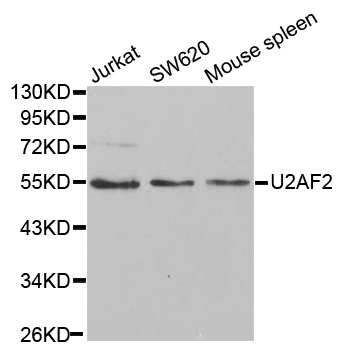 U2AF2 / U2AF65 Antibody - Western blot analysis of extracts of various cell lines.