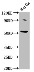U2AF2 / U2AF65 Antibody - Positive Western Blot detected in HepG2 whole cell lysate. All lanes: U2AF2 antibody at 2 µg/ml Secondary Goat polyclonal to rabbit IgG at 1/50000 dilution. Predicted band size: 54 KDa. Observed band size: 54 KDa