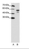 U2AF2 / U2AF65 Antibody - A: Marker, B: Jurkat Cell Lysate.  This image was taken for the unconjugated form of this product. Other forms have not been tested.