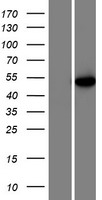 U2AF2 / U2AF65 Protein - Western validation with an anti-DDK antibody * L: Control HEK293 lysate R: Over-expression lysate