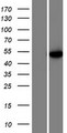 U2AF2 / U2AF65 Protein - Western validation with an anti-DDK antibody * L: Control HEK293 lysate R: Over-expression lysate