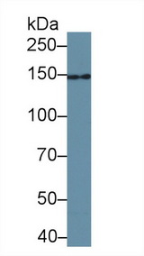 UACA Antibody - Western Blot; Sample: Bovine Pancreas lysate; Primary Ab: 1µg/ml Rabbit Anti-Human UACA Antibody Second Ab: 0.2µg/mL HRP-Linked Caprine Anti-Rabbit IgG Polyclonal Antibody