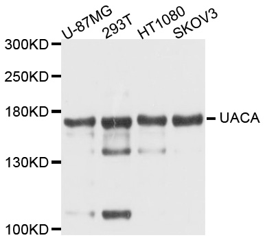 UACA Antibody - Western blot analysis of extracts of various cell lines.