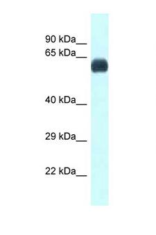 UAP1 Antibody - UAP1 antibody Western blot of Small Intestine lysate. Antibody concentration 1 ug/ml.  This image was taken for the unconjugated form of this product. Other forms have not been tested.