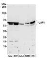 UAP1 Antibody - Detection of human and mouse UAP1 by western blot. Samples: Whole cell lysate (50 µg) from HeLa, HEK293T, Jurkat, mouse TCMK-1, and mouse NIH 3T3 cells prepared using NETN lysis buffer. Antibody: Affinity purified rabbit anti-UAP1 antibody used for WB at 1:1000. Detection: Chemiluminescence with an exposure time of 3 minutes.