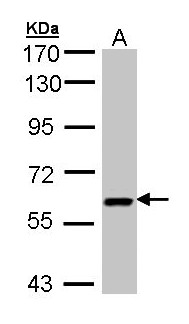 UAP1 Antibody - Sample (30 ug of whole cell lysate). A: H1299. 7.5% SDS PAGE. UAP1 antibody diluted at 1:3000