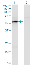 UAP1 Antibody - Western Blot analysis of UAP1 expression in transfected 293T cell line by UAP1 monoclonal antibody (M01), clone 3A9.Lane 1: UAP1 transfected lysate (Predicted MW: 57.1 KDa).Lane 2: Non-transfected lysate.