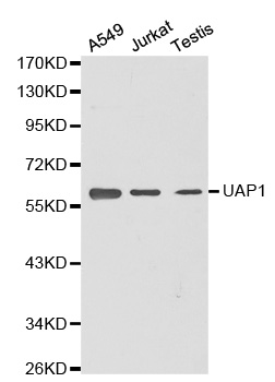 UAP1 Antibody - Western blot analysis of extracts of various cell lines.