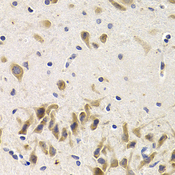 UAP1 Antibody - Immunohistochemistry of paraffin-embedded rat brain tissue.