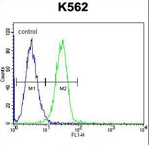 UAP1L1 Antibody - UAP1L1 Antibody flow cytometry of K562 cells (right histogram) compared to a negative control cell (left histogram). FITC-conjugated goat-anti-rabbit secondary antibodies were used for the analysis.
