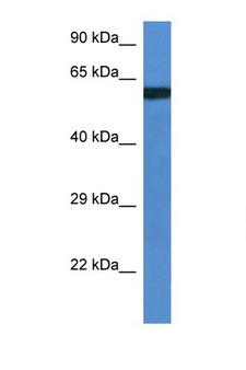 UAP1L1 Antibody - UAP1L1 antibody Western blot of Mouse Pancreas lysate. Antibody concentration 1 ug/ml. This image was taken for the unconjugated form of this product. Other forms have not been tested.