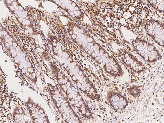 UAP1L1 Antibody - Immunochemical staining of human UAP1L1 in human rectum with rabbit polyclonal antibody at 1:100 dilution, formalin-fixed paraffin embedded sections.