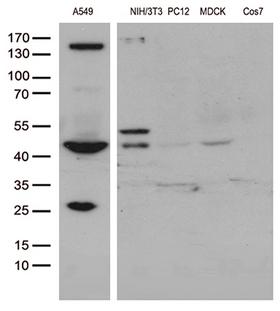 UBA3 / UBE1C Antibody - Western blot analysis of extracts. (35ug) from different 5 cell lines by using anti-UBA3 monoclonal antibody. (1:500)