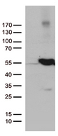 UBA3 / UBE1C Antibody - HEK293T cells were transfected with the pCMV6-ENTRY control. (Left lane) or pCMV6-ENTRY UBA3. (Right lane) cDNA for 48 hrs and lysed. Equivalent amounts of cell lysates. (5 ug per lane) were separated by SDS-PAGE and immunoblotted with anti-UBA3. (1:500)