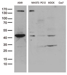 UBA3 / UBE1C Antibody - Western blot analysis of extracts. (35ug) from different 5 cell lines by using anti-UBA3 monoclonal antibody. (1:500)
