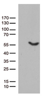 UBA3 / UBE1C Antibody - HEK293T cells were transfected with the pCMV6-ENTRY control. (Left lane) or pCMV6-ENTRY UBA3. (Right lane) cDNA for 48 hrs and lysed