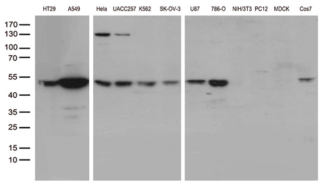 UBA3 / UBE1C Antibody - Western blot analysis of extracts. (35ug) from 12 different cell lines by using anti-UBA3 monoclonal antibody. (1:500)