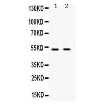UBA3 / UBE1C Antibody - UBE1C antibody Western blot. All lanes: Anti UBE1C at 0.5 ug/ml. Lane 1: Rat Brain Tissue Lysate at 50 ug. Lane 2: HELA Whole Cell Lysate at 40 ug. Predicted band size: 52 kD. Observed band size: 52 kD.