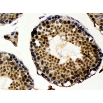 UBA3 / UBE1C Antibody - UBE1C antibody IHC-paraffin. IHC(P): Rat Testis Tissue.