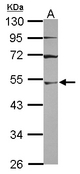 UBA3 / UBE1C Antibody - Sample (30 ug of whole cell lysate) A: A431 10% SDS PAGE UBA3 / UBE1C antibody diluted at 1:3000
