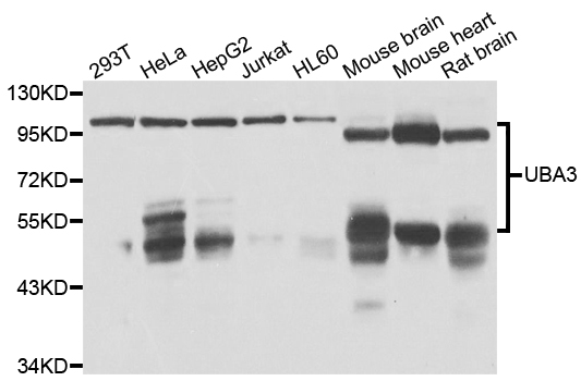 UBA3 / UBE1C Antibody - Western blot analysis of extracts of various cell lines.