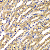 UBA3 / UBE1C Antibody - Immunohistochemistry of paraffin-embedded mouse kidney tissue.