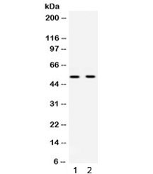 UBA3 / UBE1C Antibody