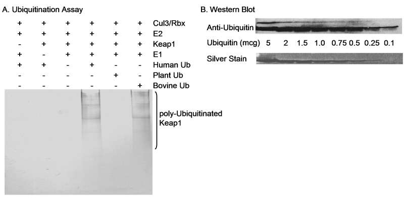 UBA52 Antibody - Detection of Ubiquitin by Western Blotting of Products from an Ubiquitination Assay and Purified Ubiquitin. Samples: A) Ubiquitination assay was performed as described in Zhang et al., 2004, Mol. Cell. Biol. 24(24):10941-10953. B) Purified ubiquitin applied in decreasing amounts from 5 to 0.1 ug. Antibody: Affinity purified rabbit anti-Ubiquitin antibody used at 0.4 ug/ml for Western Blot. Detection: Alkaline phosphatase conjugated secondary antibody and development with NBT/BCIP for 10 minutes (A and B).