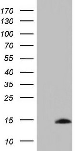 UBA52 Antibody - HEK293T cells were transfected with the pCMV6-ENTRY control (Left lane) or pCMV6-ENTRY UBA52 (Right lane) cDNA for 48 hrs and lysed. Equivalent amounts of cell lysates (5 ug per lane) were separated by SDS-PAGE and immunoblotted with anti-UBA52.