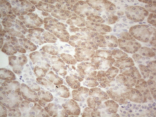 UBA52 Antibody - Immunohistochemical staining of paraffin-embedded Human pancreas tissue within the normal limits using anti-UBA52 mouse monoclonal antibody. (Heat-induced epitope retrieval by 1mM EDTA in 10mM Tris buffer. (pH8.5) at 120°C for 3 min. (1:150)