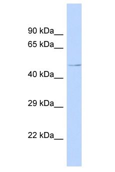 UBAC1 / KPC2 Antibody - UBAC1 / KPC2 antibody Western Blot of Fetal Brain. Antibody dilution: 1 ug/ml.  This image was taken for the unconjugated form of this product. Other forms have not been tested.