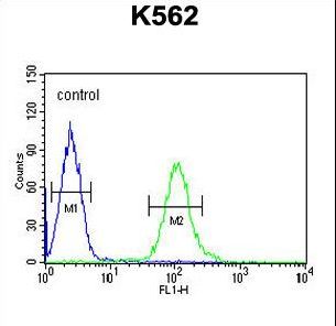 UBAC1 / KPC2 Antibody - UBAC1 Antibody flow cytometry of K562 cells (right histogram) compared to a negative control cell (left histogram). FITC-conjugated goat-anti-rabbit secondary antibodies were used for the analysis.