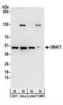 UBAC1 / KPC2 Antibody - Detection of Human and Mouse UBAC1 by Western Blot. Samples: Whole cell lysate (50 ug) from 293T, HeLa, Jurkat, and mouse TCMK-1 cells. Antibodies: Affinity purified rabbit anti-UBAC1 antibody used for WB at 0.1 ug/ml. Detection: Chemiluminescence with an exposure time of 3 minutes.