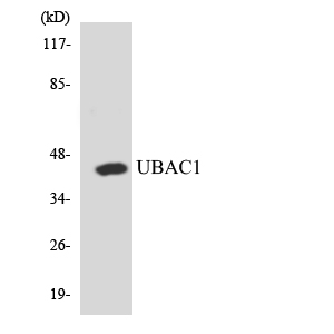 UBAC1 / KPC2 Antibody - Western blot analysis of the lysates from HT-29 cells using UBAC1 antibody.