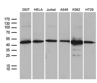 UBAC1 / KPC2 Antibody - Western blot analysis of extracts. (35ug) from 6 different cell lines by using anti-UBAC1 monoclonal antibody. (1:500)