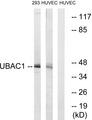 UBAC1 / KPC2 Antibody - Western blot analysis of extracts from 293 cells and HUVEC cells, using UBAC1 antibody.