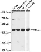 UBAC1 / KPC2 Antibody - Western blot analysis of extracts of various cell lines using UBAC1 Polyclonal Antibody at dilution of 1:3000.