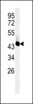 UBAC2 Antibody - Western blot of UBAC2 Antibody in mouse cerebellum tissue lysates (35 ug/lane). UBAC2 (arrow) was detected using the purified antibody.