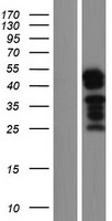 UBAP1L Protein - Western validation with an anti-DDK antibody * L: Control HEK293 lysate R: Over-expression lysate