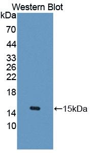 UBAP2 Antibody - Western blot of UBAP2 antibody.